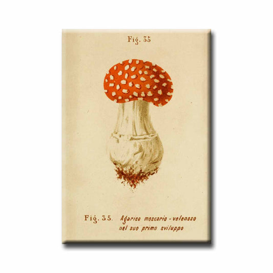 Mushroom Vintage Illustration Refrigerator Magnet
